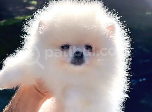 Kusursuz Karbeyaz Di̇şi̇ Pomerani̇an Boo görsel