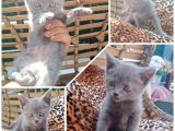 2 Dişi 1 Erkek A Kalite Dik Kulak Yavrular