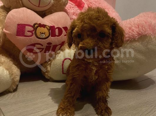 Sağlık Ve Ömür Boyu Irk Garantili Poodle Yavrular görsel