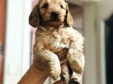 Wc Eğitimli Üst Kalite Maltipo Yavrularım