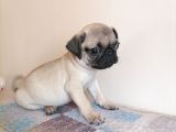 Safkan Mops Bebekler