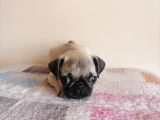 Safkan Mops Bebekler