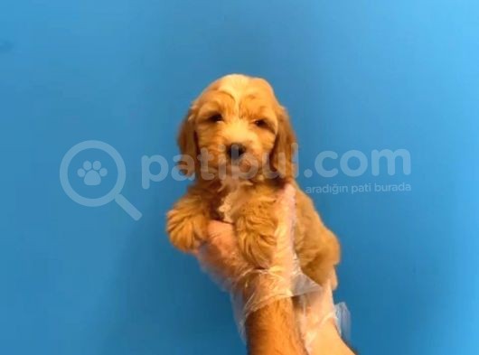 Malti̇po Ci̇nsi̇ görsel
