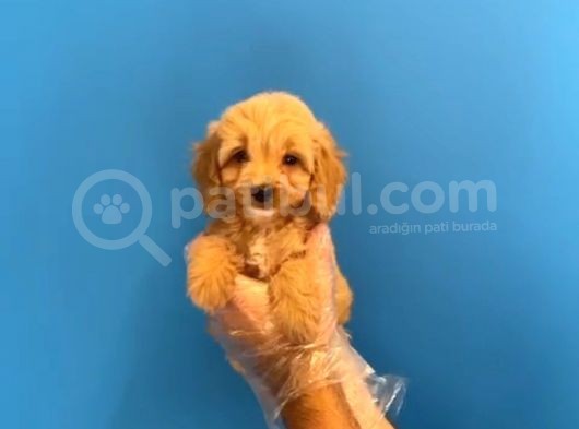 Malti̇po Ci̇nsi̇ görsel