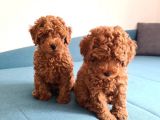 Oyuncak Kaniş Yavru Köpekler