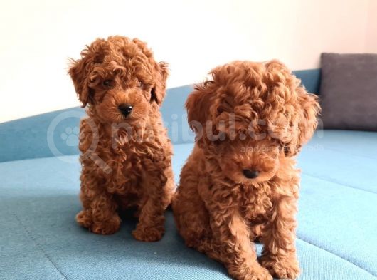 Oyuncak Kaniş Yavru Köpekler
