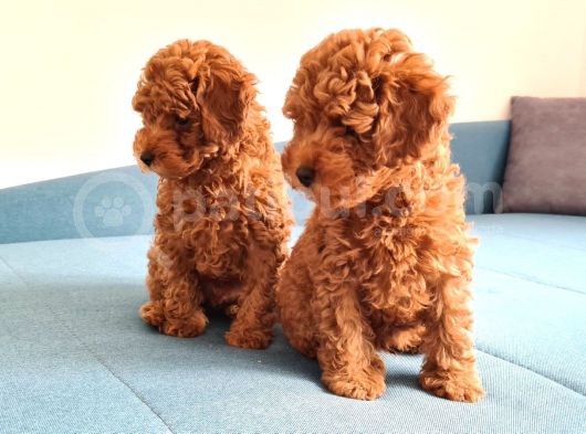 Oyuncak Kaniş Yavru Köpekler görsel