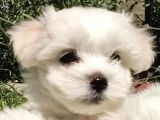 Harika Maltese Bebekler