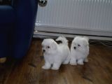 Harika Maltese Bebekler