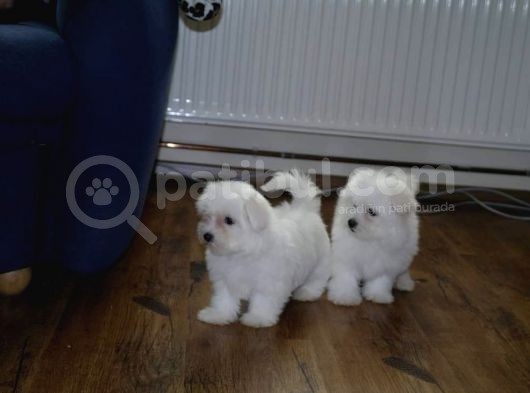 Harika Maltese Bebekler görsel