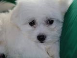 Harika Maltese Bebekler