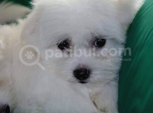 Harika Maltese Bebekler görsel