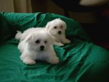 Harika Maltese Bebekler