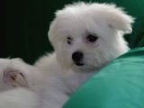 Harika Maltese Bebekler