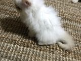 Exoticshorthair Bayaz Mavi Gozlu