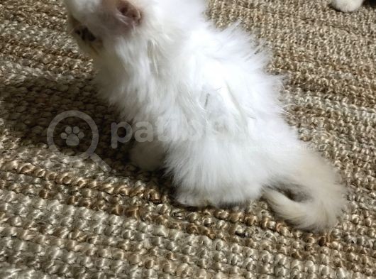 Exoticshorthair Bayaz Mavi Gozlu görsel