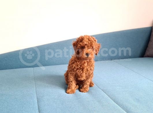 Oyuncak Kaniş Yavru Köpekler görsel