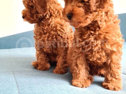 Oyuncak Kaniş Yavru Köpekler görsel