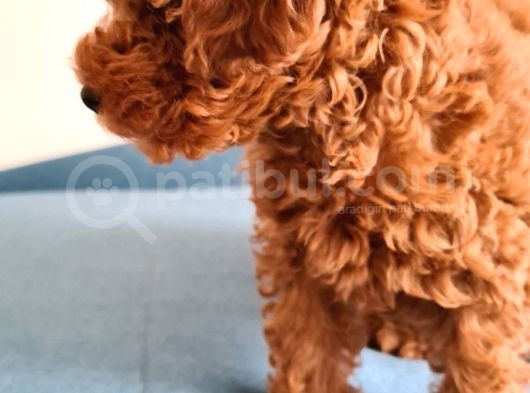 Oyuncak Kaniş Yavru Köpekler görsel