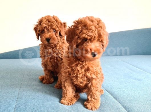 Oyuncak Kaniş Yavru Köpekler görsel