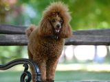 Oyuncak Kaniş Yavru Köpekler
