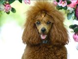 Oyuncak Kaniş Yavru Köpekler