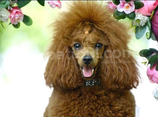 Oyuncak Kaniş Yavru Köpekler görsel
