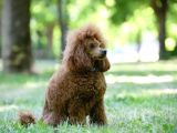 Oyuncak Kaniş Yavru Köpekler