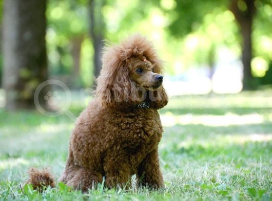 Oyuncak Kaniş Yavru Köpekler görsel
