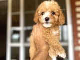 Malti̇poo Tüy Dökmez Orjinal Her Bütçeye Uygun Garantili