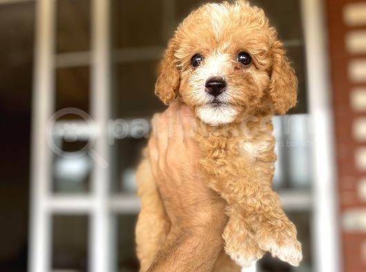 Malti̇poo Tüy Dökmez Orjinal Her Bütçeye Uygun Garantili görsel