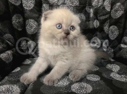 Efsane Scotti̇sh Fold Bluepoi̇nt görsel