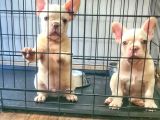 Saglik Garantili Ev Ortaminda Exotic French Bulldog
