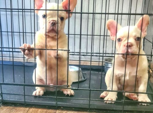 Saglik Garantili Ev Ortaminda Exotic French Bulldog
