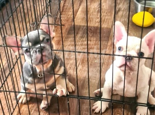 Saglik Garantili Ev Ortaminda Exotic French Bulldog görsel