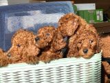 Dev Poodle Irkının En Güzel Yavruları