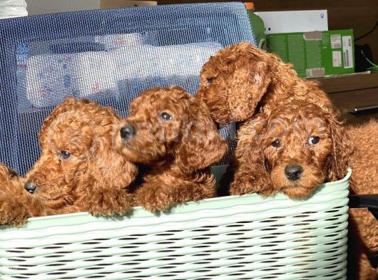 Dev Poodle Irkının En Güzel Yavruları