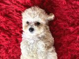 Malti̇poo Tüy Dökmez Orjinal Her Bütçeye Uygun Garantili