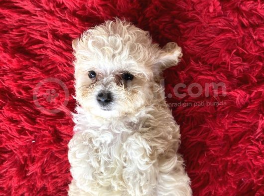 Malti̇poo Tüy Dökmez Orjinal Her Bütçeye Uygun Garantili