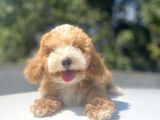 Çi̇ftli̇ği̇mi̇zden Malti̇poo Bebekler
