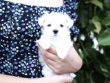 Sıfır Numara Maltese Mini Yavrular