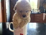 Malti̇poo Tüy Dökmez Orjinal Her Bütçeye Uygun Garantili