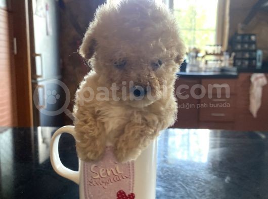 Malti̇poo Tüy Dökmez Orjinal Her Bütçeye Uygun Garantili görsel