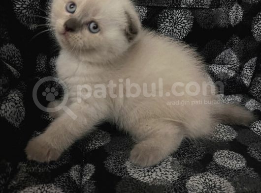 Efsane Scotti̇sh Fold Bluepoi̇nt görsel