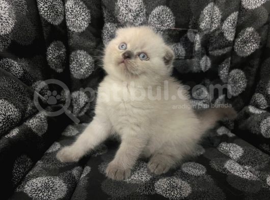 Efsane Scotti̇sh Fold Bluepoi̇nt görsel