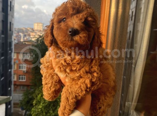 Ev Ortamında Toypoodle Bebekler görsel