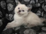 Efsane Bri̇ti̇sh Shorthai̇r Bluepoi̇nt