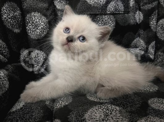 Efsane Bri̇ti̇sh Shorthai̇r Bluepoi̇nt görsel