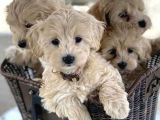 Maltipoo Mix Irk Sevimli Yavrular