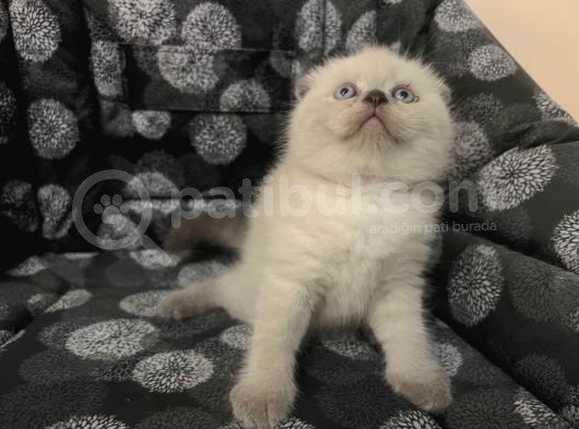 Efsane Scotti̇sh Fold Bluepoi̇nt görsel